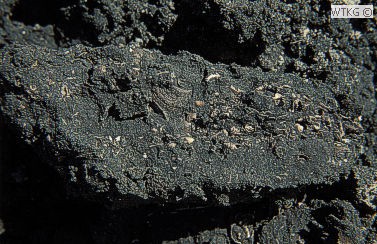 Een bonk Mioceen zand met fossielen uit de bodem van de put.