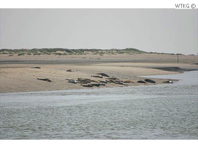 ... en zeehonden die zich lagen op te warmen in de zomerzon.