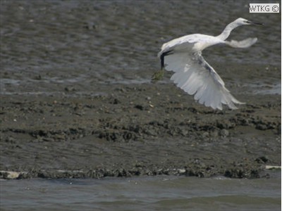 Een kleine zilverreiger vliegt op van De Bol een reservaat.