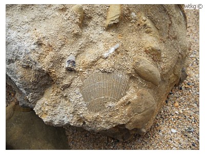 Fossielen bij Eype I