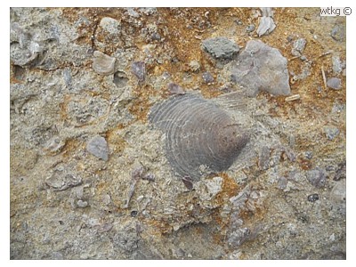 Fossielen bij Eype II