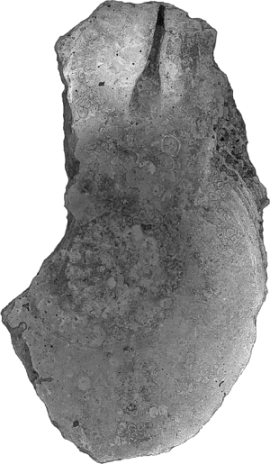 fossielen, schelpen, mollusken, tweekleppigen, bivalven, hinnites crispus