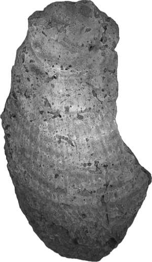 fossielen, schelpen, mollusken, tweekleppigen, bivalven, hinnites crispus