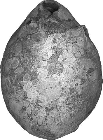 fossielen, armpotigen, brachiopoden, terebratula grandis