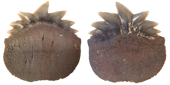  fossielen, haaientanden, elasmobranchi, chondrichthyes, kraakbeenvissen, notorynchus primigenius