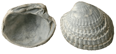  fossielen, schelpen, mollusken, tweekleppigen, bivalven, zwinkokkel, venericor planicosta